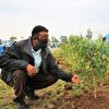 Farm Africa proud to support Ethiopia's 2020 Green Legacy Campaign 
