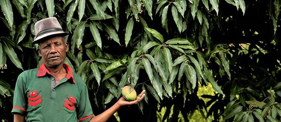 Yimmer Ali's mangoes are saved by irrigation repair
