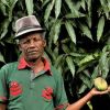 Yimmer Ali's mangoes are saved by irrigation repair