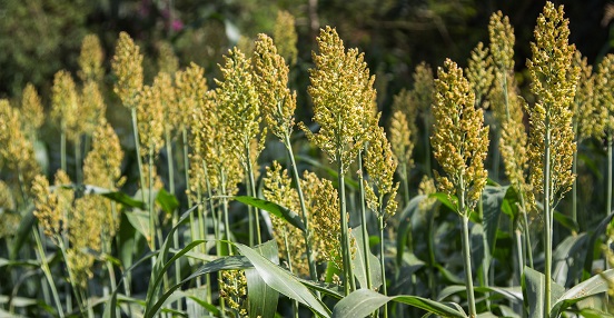 Sorghum