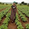 Sunflowers are empowering female farmers in Tanzania