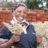 COP26 dialogue looks at how sorghum can build Tanzanian farmers' climate resilience
