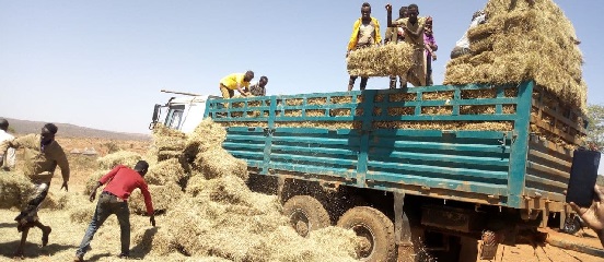 Farm Africa and SOS Sahel Ethiopia deliver forage support to drought-affected livestock in Oromia Region, Ethiopia