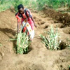 Invest in smallholder farming