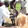 Livestock support in South Sudan