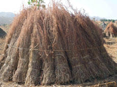 Bushels of wild grass used to construct houses in the local refugee camp
