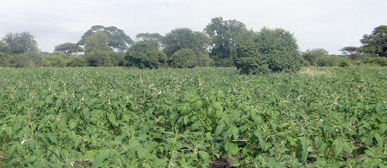 Postcard from Tanzania: The power of pest control