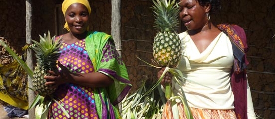 A fine pineapple harvest, despite drought