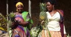 A fine pineapple harvest, despite drought