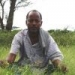 Postcard from Ethiopia: a green invasion