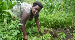 Postcard from Uganda - Amazing maize