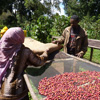 Rain Forest Alliance certification for Farm Africa Coffee