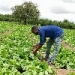 Enhancing horticultural production in Dodoma, Tanzania