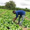 Enhancing horticultural production in Dodoma, Tanzania