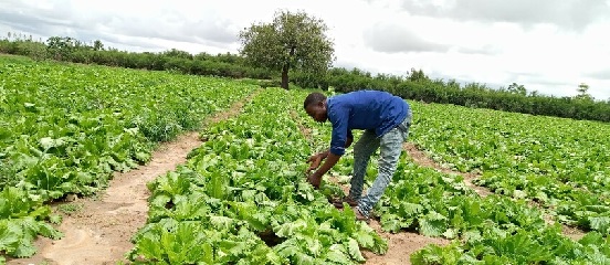 Enhancing horticultural production in Dodoma, Tanzania