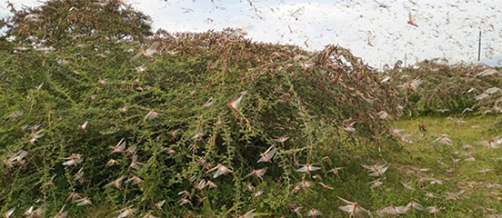 Urgent anticipatory action needed for communities impacted and at risk of re-infestation by desert locusts in the Greater Horn of Africa