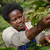 The results are in: women run Kanungu's coffee sector but are pushed out of profits