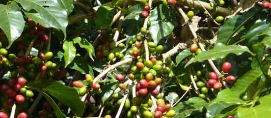 Rain Forest Alliance certification for Farm Africa Coffee