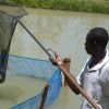 Farm Africa to promote aquaculture at agribusiness trade fair 