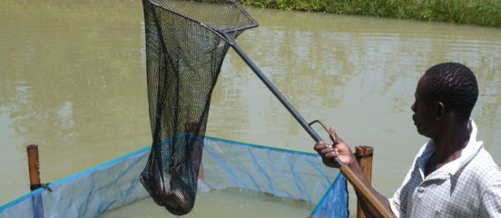 Farm Africa to promote aquaculture at agribusiness trade fair 