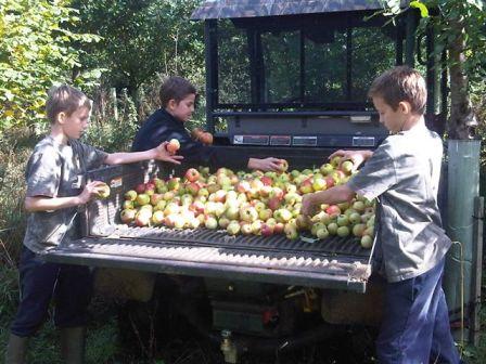 Tom, James and Oliver Facon preparing apples for juicing on their parents' Oxfordshire farm. 