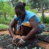 Youth groups are leading the way in Kenya's agricultural sector