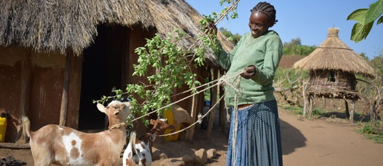 Thousands of Ugandan and Ethiopian women receive goats