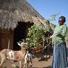 Thousands of Ugandan and Ethiopian women receive goats
