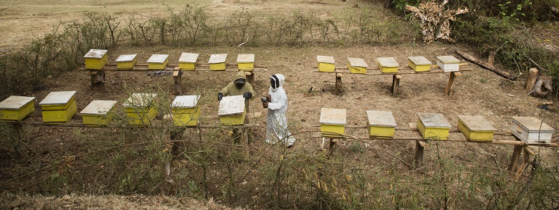 An apiary of Langstroth beehives in Bermi village 