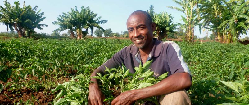 Bihon in his pepper field