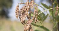 About pigeon peas
