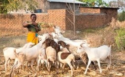 Farm Africa - Female farmer Friday from FoodTrade with goats
