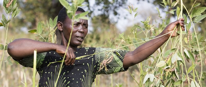 Frida harvesting pigeon peas. Photo: Farm Africa / Jon Spaull