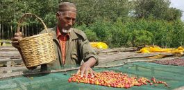 Coffee exports protect the forest