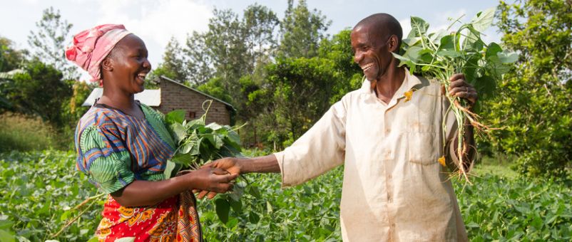 Pastor David Mutinda and his wife Kavutha Mutinda attend to their bean farm in Kamale, Kitui county, Kenya