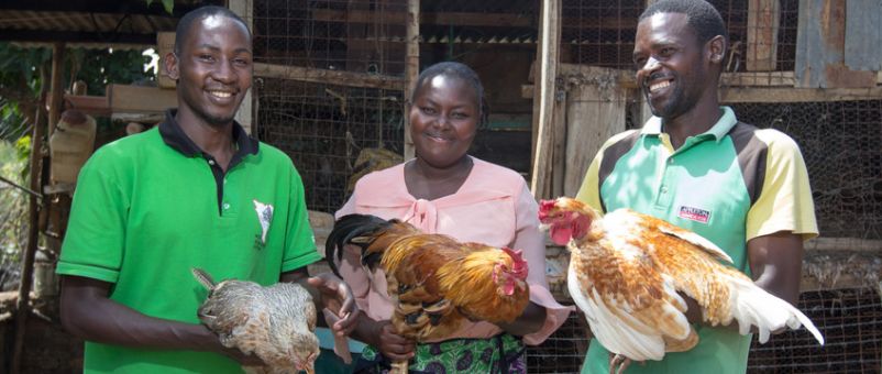 Small-scale poultry rearing is common in Kitui, Kenya. But farmers face challenges such as disease, and a lack of access to feed and drugs.