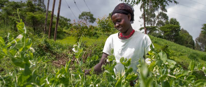 Gladys Kipkorir, 23, harvests snow peas at her youth group's farm in Leltangat Village, Trans Nzoia East 