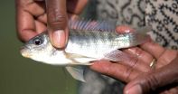 Fish farming tips