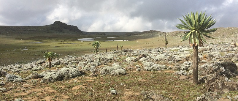 Ethiopia's Bale Eco-Region is just one of 34 biodiversity hotspots under threat from human activity