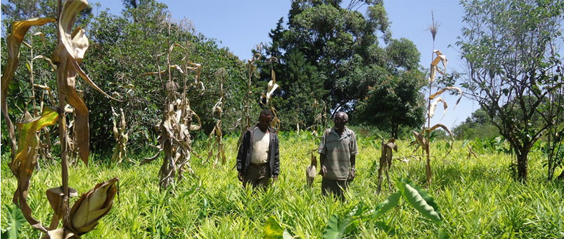 We trained farmers with small plots of land to grow high-value ginger and pepper crops.