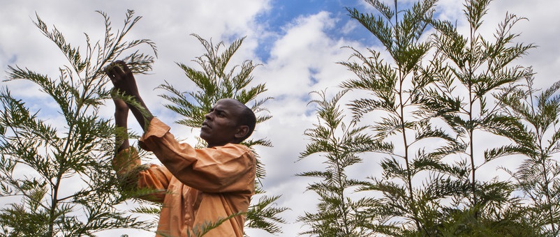 Photo by Lisa Murray