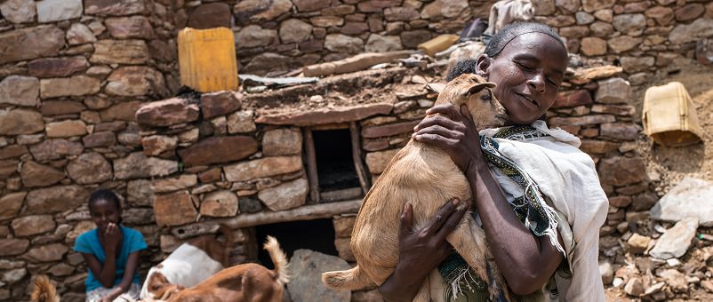 Goat rearing is just one of the ways we helped increase incomes and food security in Tigray. Photo: Nichole Sobecki