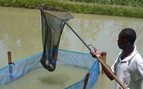 Aquaculture research publications and videos