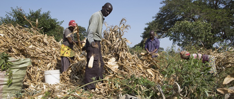 Farmers harvesting maize in King'Ori, northern Tanzania. Photo: Farm Africa / Jon Spaull
