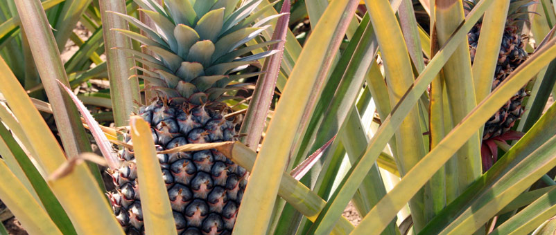 A pineapple grown using training and tools from Farm Africa that help farmers process and package produce to sell all year round.