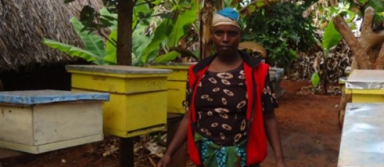 Creating a buzz in the Nou Forest 