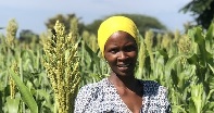 Boosting sorghum production in a changing climate
