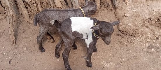 Farm Africa welcomes first crossbred goat twins in Namalu