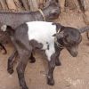 Farm Africa welcomes first crossbred goat twins in Namalu