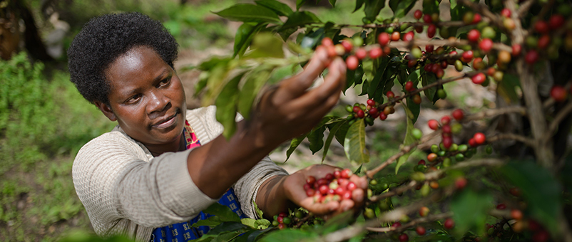 Photo by Farm Africa / Jjumba Martin